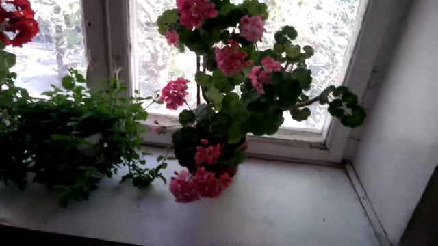 Бабушкина герань смотреть онлайн