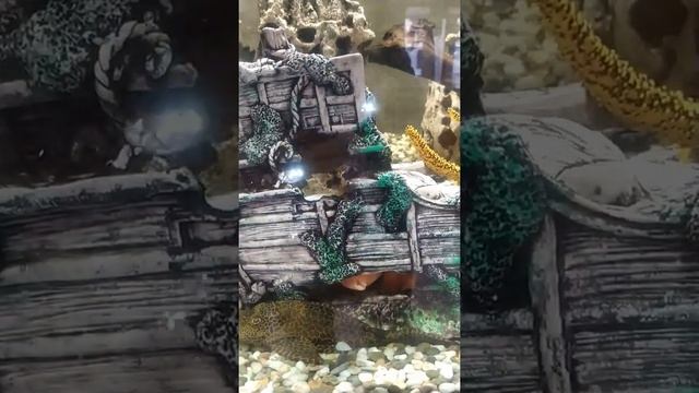 aquarium fish. parrot fish. Аквариумная Рыбка-попугай.