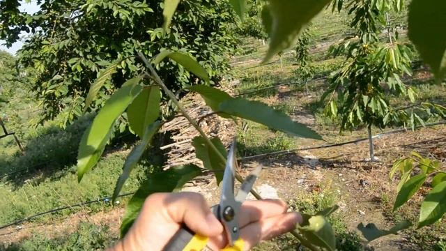 Черешня : формування крони дерева , продовження . смотреть онлайн