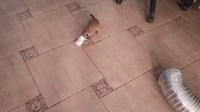 Баночка