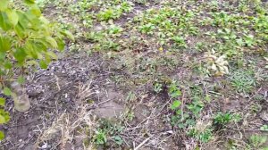 груша Вродлива. несумісність з айвою s1