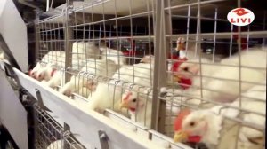 Оборудование для бройлерной птицефабрики