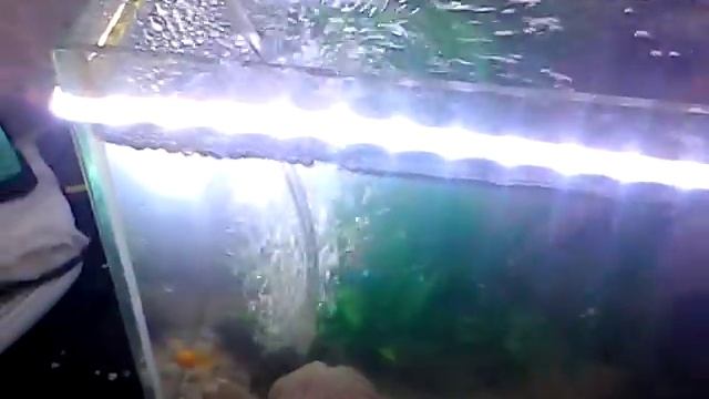 Купили подружку для петуха часть 1 смотреть онлайн