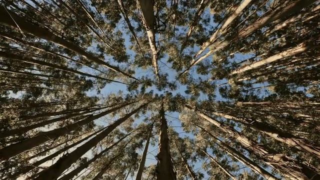 Пение птиц в лесу (сверчки, кукушка). Шелест листьев. Звук природы рядом.