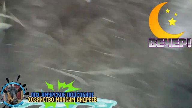 Ёлку привезли. смотреть онлайн