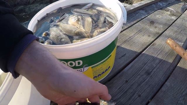 Запускаю малька карпа к себе в пруд. Первые проблемы. Выращиваем рыбу в пруду на лето. Сезон 2020г смотреть онлайн