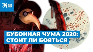 Бубонная чума 2020: стоит ли бояться