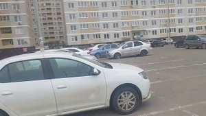 Человейник возле кладбища в Краснодаре