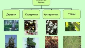 Презентация Жизненные формы растений