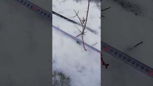 мой способ посадки голубики высокорослой