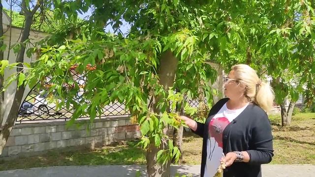 Срочно удаляем!Клен ясенелистный (американский)- главная угроза биоразнообразия России!