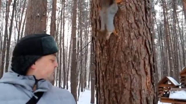 Белочки в Лианозовском питомнике