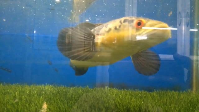 REVIEW CHANA 3TAHUN BOSKU, yuk juragan bisa di mahar . #bangfish #chana #chanamaru #chanaindonesia смотреть онлайн