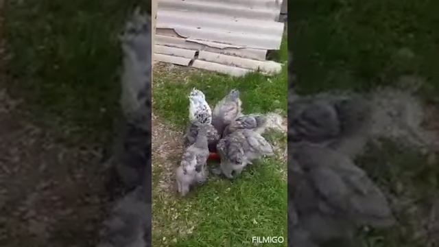 Продаются цыплята "Брама Лаванда" Ташкент.Chickens "Brama Lavender" смотреть онлайн