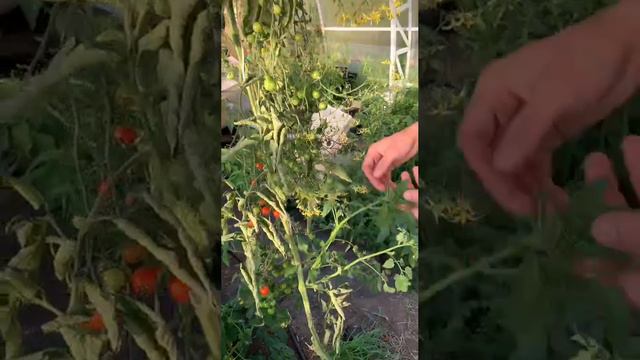 Подрезка томатов черри. Как помочь им быстрее дозреть и улучшить их вкус