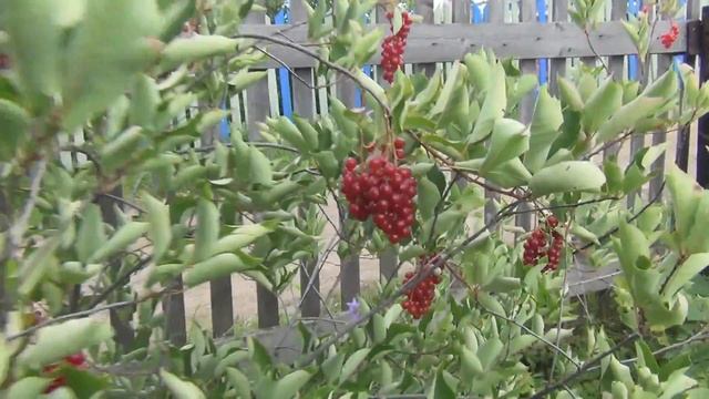 Красная черемуха отличный урожай ягод 9 августа 2016 смотреть онлайн