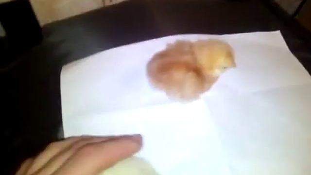 Суточные цыплята - определение пола смотреть онлайн