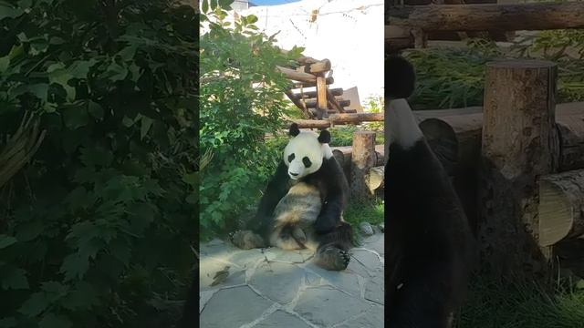 В Московском зоопарке панда напала на воробья.Неудачно😂 смотреть онлайн