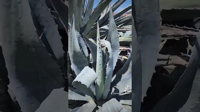 Giant Blue Agave Plant! Over 30ft tall!