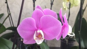 Орхидея Очаровательная восточная красавица (Charming oriental beauty). Первое домашнее цветение