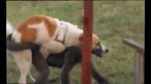 Amazing Dog mating with Cat, goat, pig, chicken - Dog and other animals mating