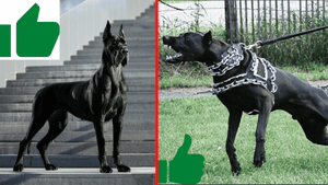 Немецкий Дог