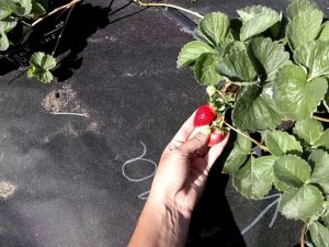 Поздний сорт клубники Сибилла Ферма "Омская Ягода"