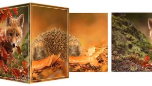 Животные тоже любят осень