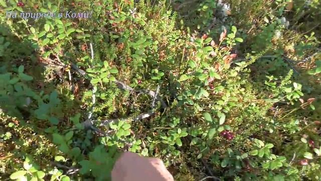 В тайгу за брусникой. смотреть онлайн