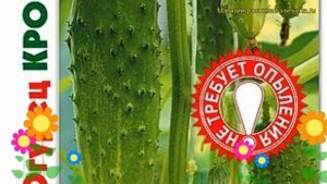 Огурец партенокарпический Крокодил F1. Краткий обзор, описание cucumis sativus Krokodil F1