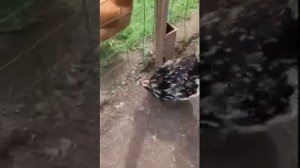 ?смешное видео ? до конца. Куры и цесарки.