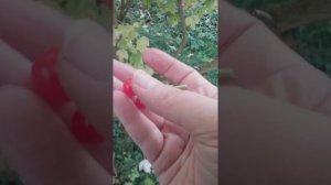 Слива , или груша, яблоня, вишня не плодоносила в этом году. Что делать .