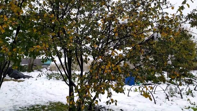 #Первый снег в Сибири#Убрали уток Черри Велли#Разочарование#