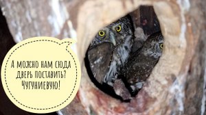 Сыч Лучик и снегирь показали свои новые хвостики! Самые маленькие совы что-то замышляют в дупле