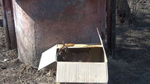 Викуся родила двух крошек 24.03.22.  УРА!