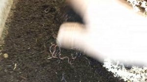 Как кушают калифорнийские черви.