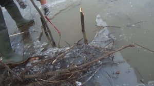 Установка проходного капкана кп 320 на бобра