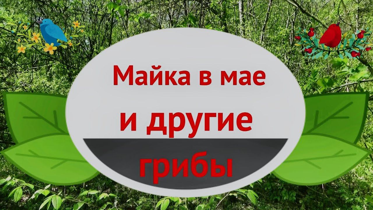Майка в мае и другие грибы. Опасная находка! Берегись!  #лесные_грибы_на_Кубани