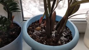 ЗАМИОКУЛЬКАС НЕ любит эти 10 вещей! ЖАЛЕЮ, что РАНЬШЕ об этом не знала!