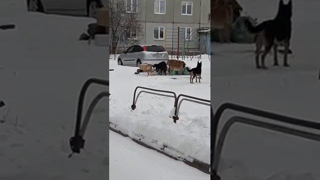 Собаки в Заозерном.mp4 смотреть онлайн