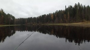 Осенний спиннинг, рыбалка на реке Оредеж