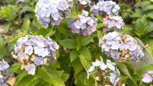 Почему у гортензии засыхают цветочки для заказа ☎️89509999994