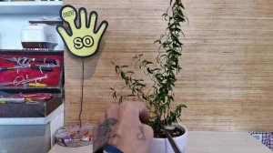 Бонсай с начала из Мирта, обрезка осенью часть 4