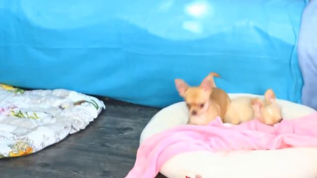 кремики чихуахуа смотреть онлайн