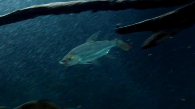 40 cm Hydrocynus Goliath feeding on big goldfish смотреть онлайн