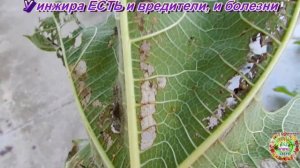 У инжира ЕСТЬ и вредители, и болезни