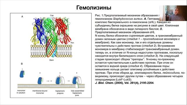 Лекция 14. Патогенные микроорганизмы.