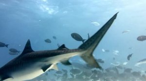 Diving with tiger sharks. Fuvahmulah.