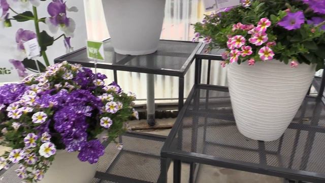 Spring Trials 2019: Westhoff смотреть онлайн