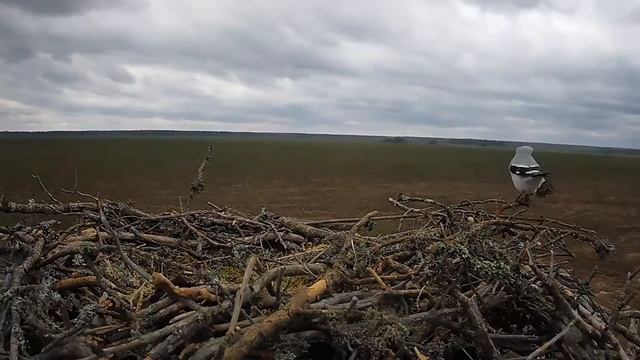 Скопа_Красный Бор_Серый сорокопут в гнезде скопы (18 апреля 14:01) смотреть онлайн